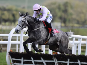 Champagne Fever withdrawn because of bite