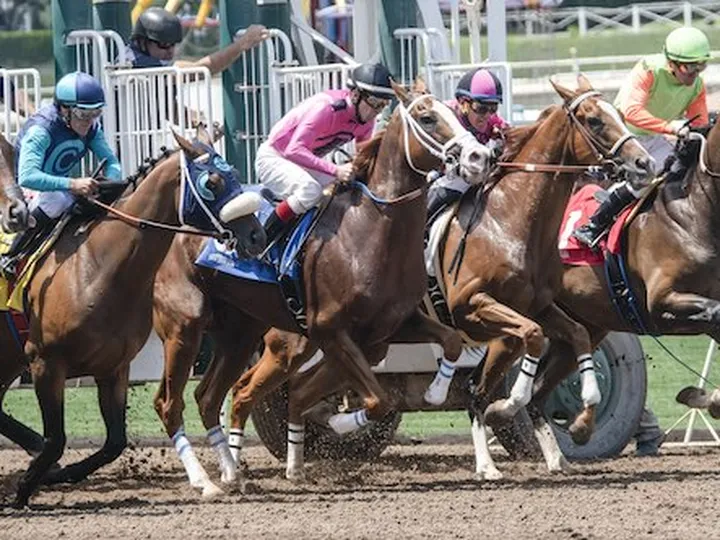 How to increase your chances of winning the Pegasus World Cup