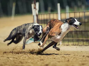How much does a racing greyhound cost?