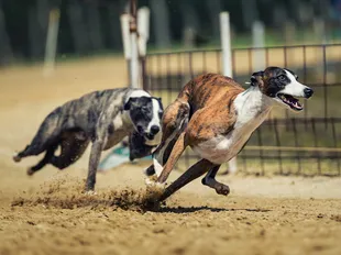 How much does a racing greyhound cost?