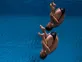 Final dive costs Laugher, Mears at World Cup