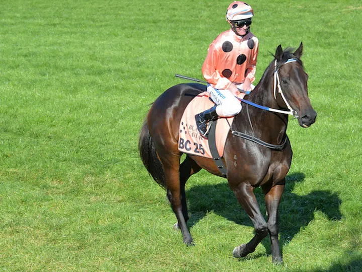 Champion sprinter Black Caviar put in foal