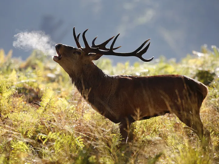 Stags invade Scottish football team's training session