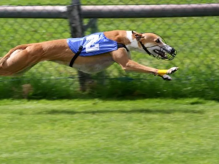 Bet365 signs a new sponsorship deal to support UK greyhounds