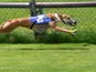 Greyhound running
