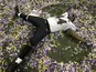 Ravens fullback Vonta Leach celebrates their Superbowl win over San Fran on February 3, 2013