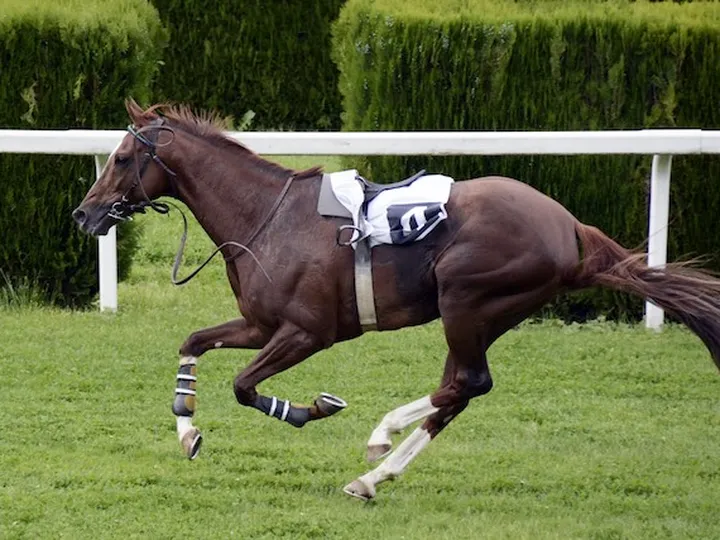 Best British National Hunt trainers