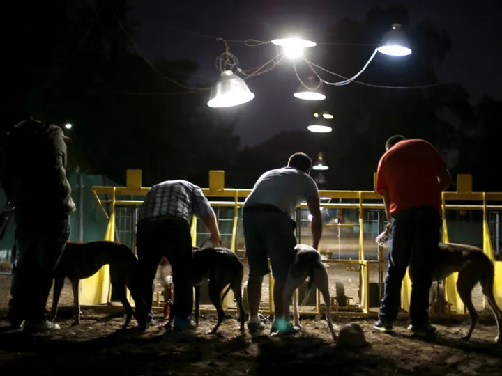 The history of greyhound racing